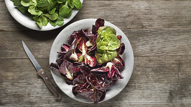 how to grow radicchio 2 (1)