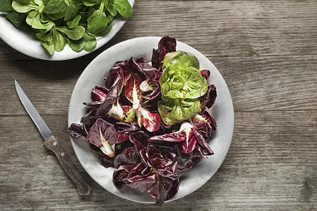 how to grow radicchio 2 (1)