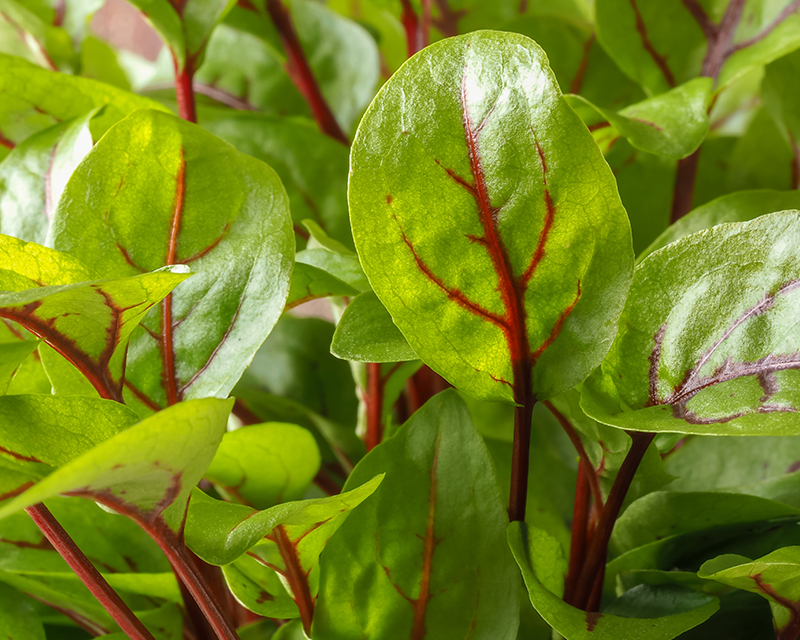how to grow sorrel 2 (1)