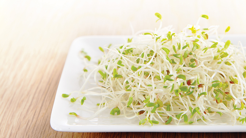 how to grow alfalfa 2 (1)