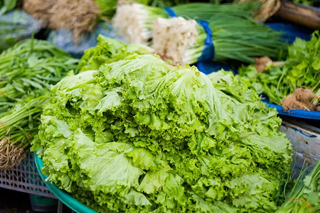 how to grow asian greens 2 (1)