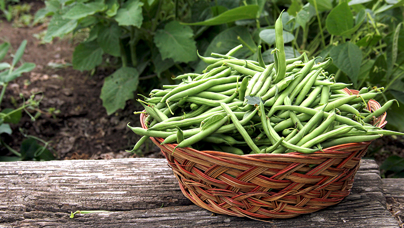 how to grow beans 2 (1)