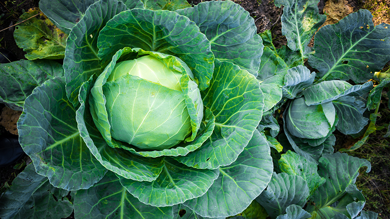 how to grow cabbage 3 (1)