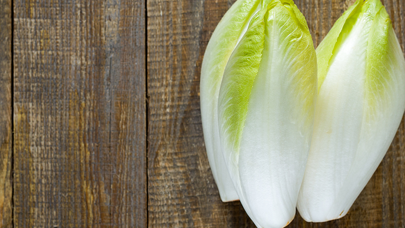 how to grow chicory 2 (1)