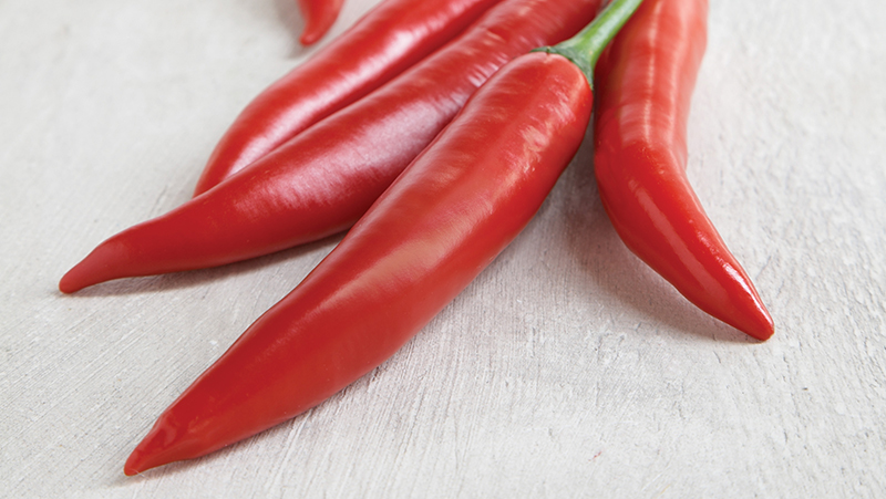 how to grow chillies 2 (1)