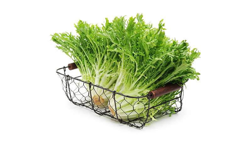 how to grow endive 2