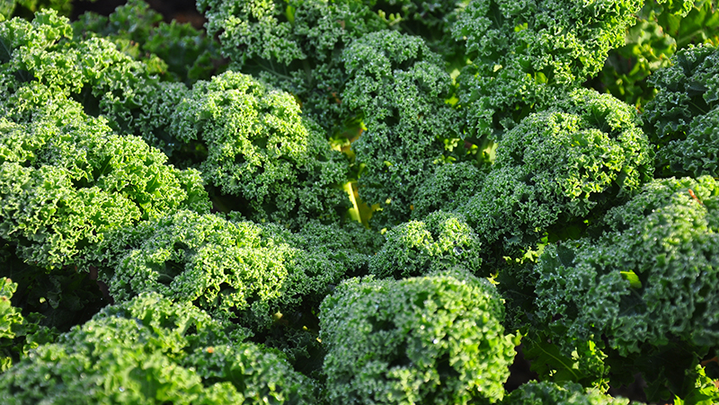 how to grow kale 2 (1)