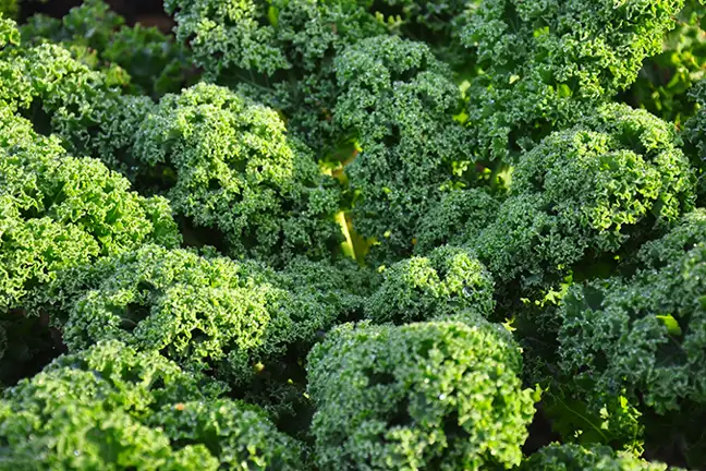how to grow kale 2 (1)