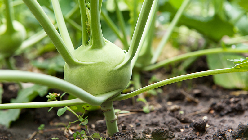 how to grow kohlrabi 3 (1)