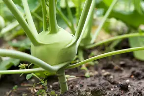 how to grow kohlrabi 3 (1)