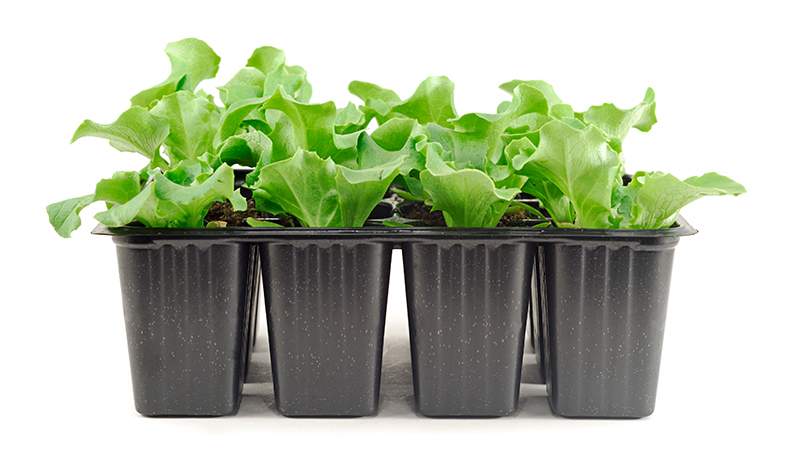 Lettuce grown in a seedling tray