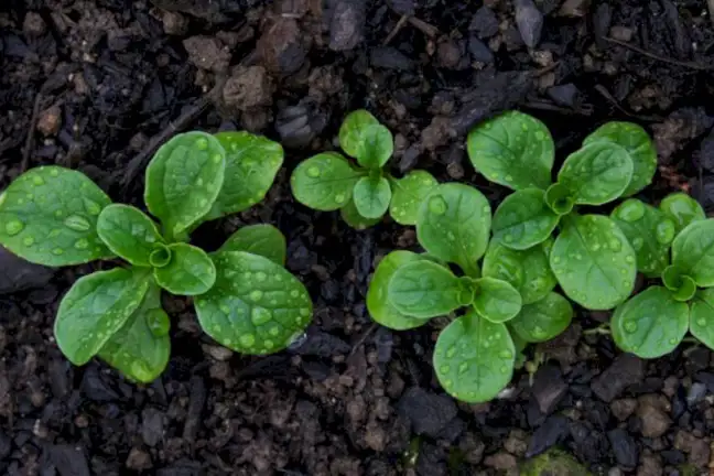 how to grow mache 2 (1)