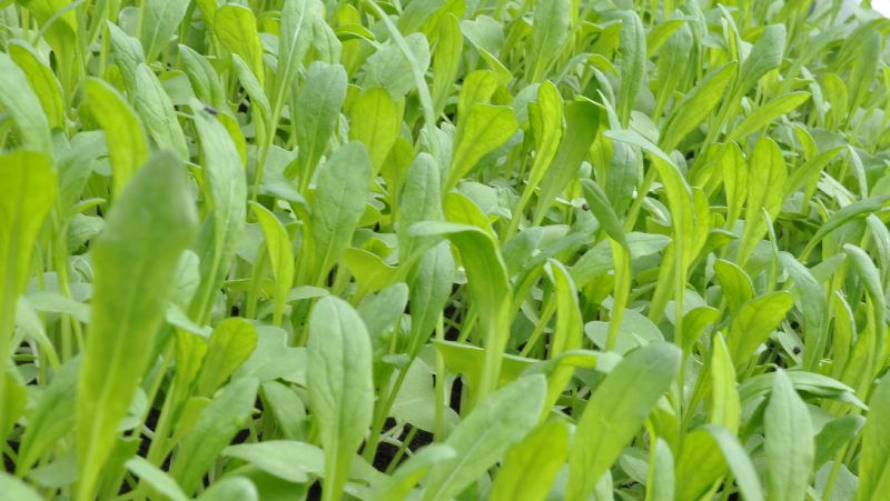 how to grow mibuna 2 (1)