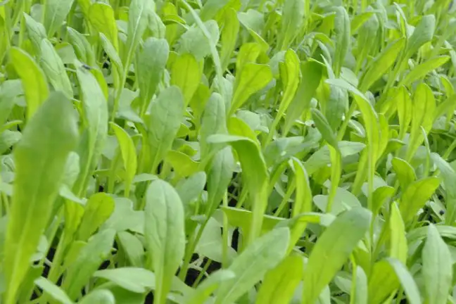 how to grow mibuna 2 (1)