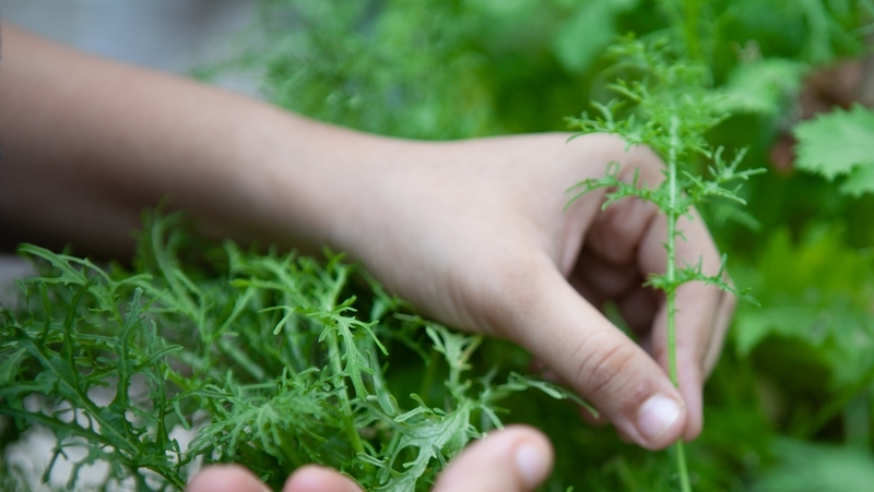 how to grow mizuna 3 (1)