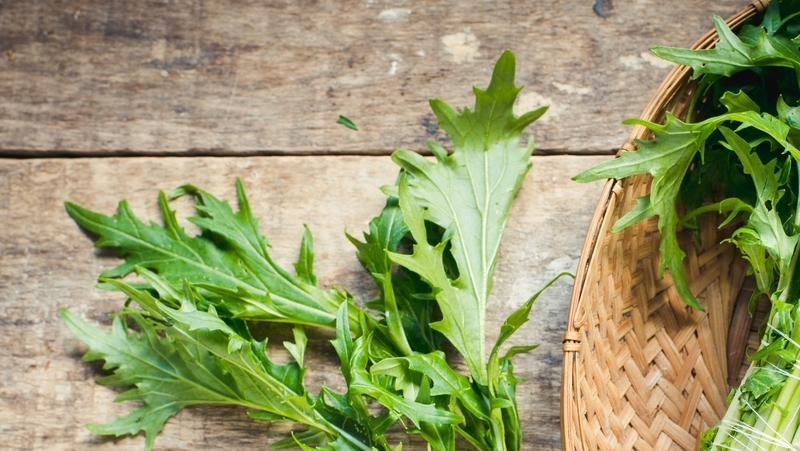 how to grow mizuna 2 (1)