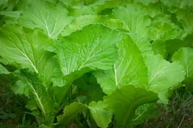 how to grow mustard 2 (1)