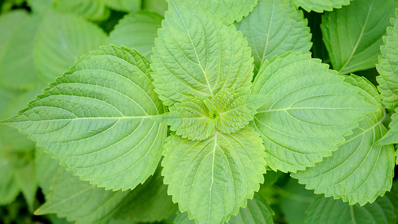 how to grow perilla 2 (1)