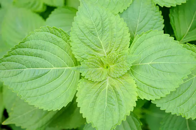 how to grow perilla 2 (1)