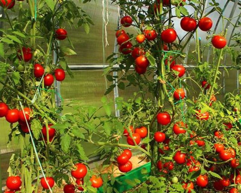 Climbing Edibles Yates Gardening