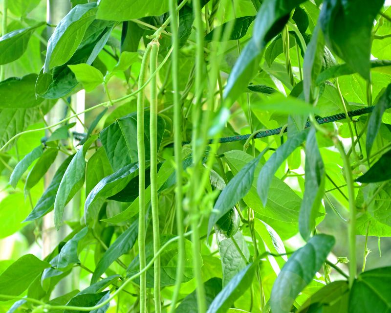 Snake Bean
