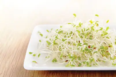 Alfalfa