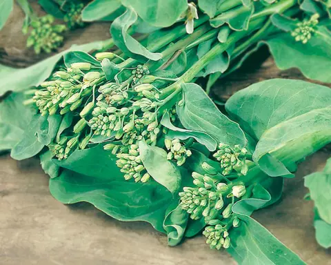 How to Grow Asian Greens