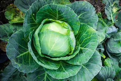 Cabbage