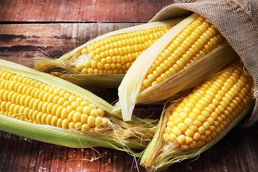 Corn - KidsGardening