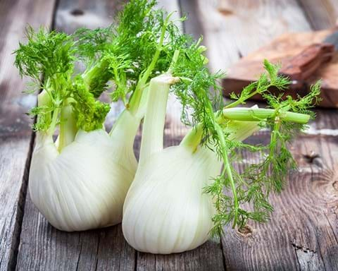 How to Grow Fennel