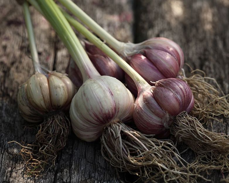 How to grow Garlic