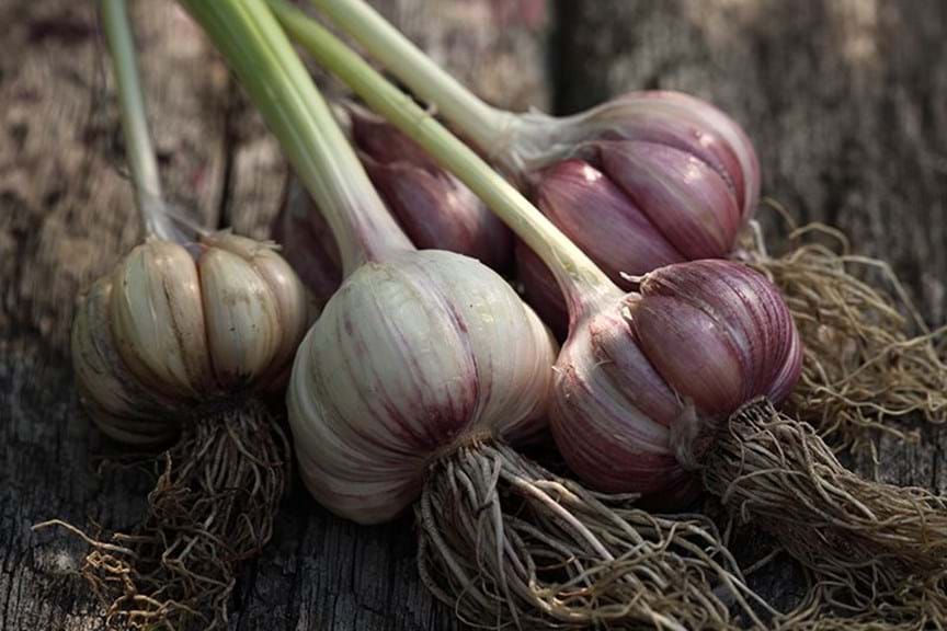 Garlic