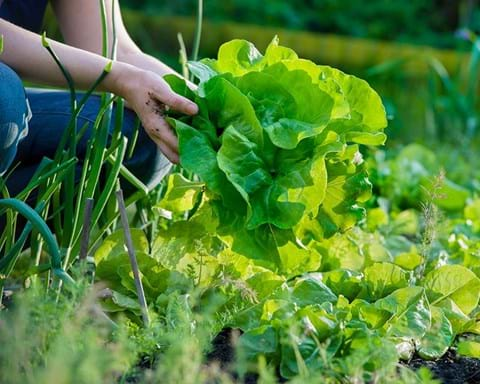 How to Grow Lettuce