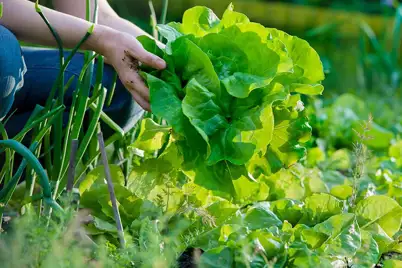 Lettuce