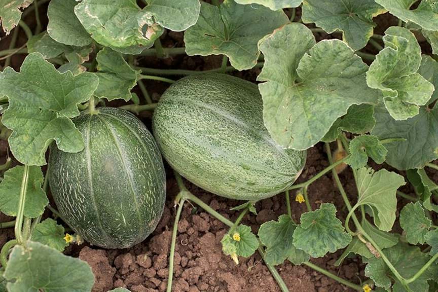 How to Grow Melons