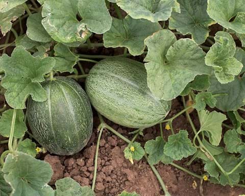 How to Grow Melons