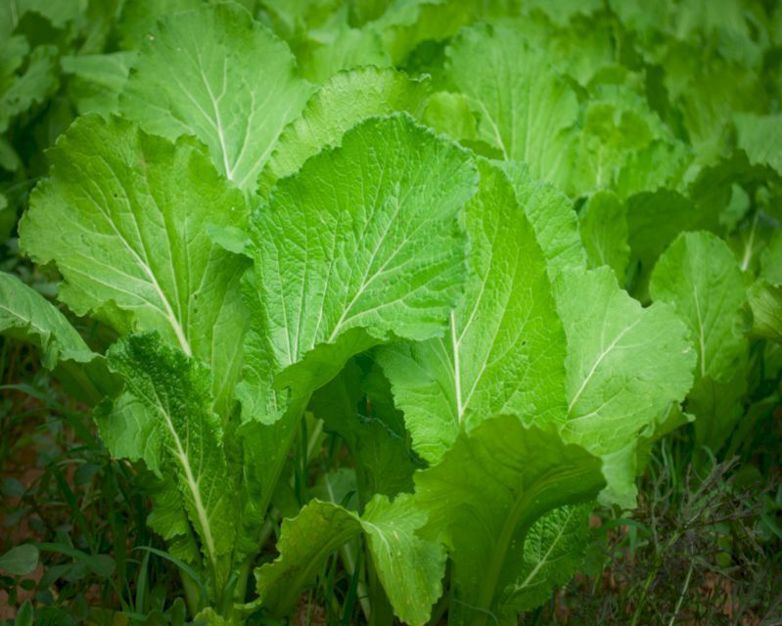 How to grow Mustard