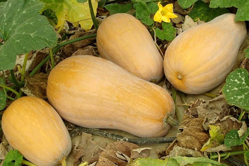 How to Grow Pumpkins