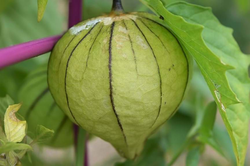 How to Grow Tomatillo