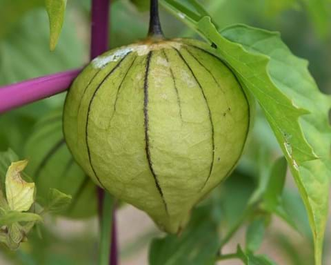 How to Grow Tomatillo