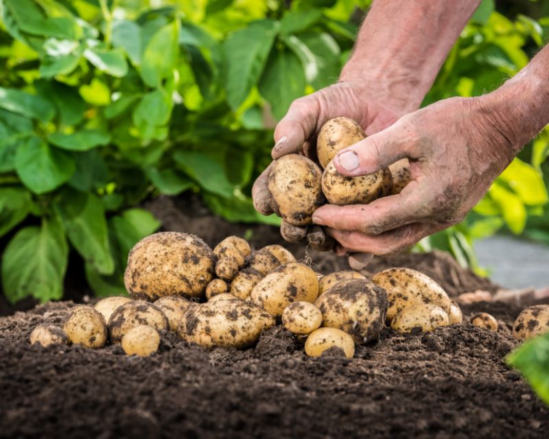 Top 5 Vegetables for Acidic Soil Yates Gardening