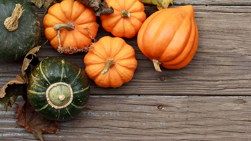 how to grow pumpkin 2 (1)