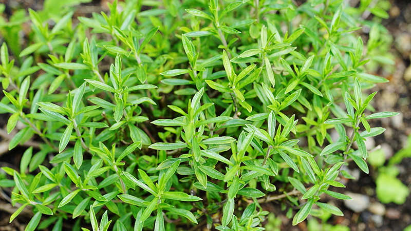 how to grow savory 2 (1)