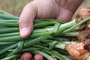 how to grow shallots 2 (1)