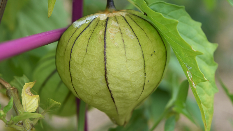 how to grow tomatillo 2 (1)