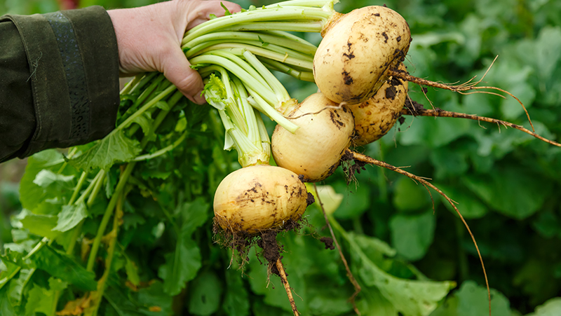 how to grow turnips 3 (1)