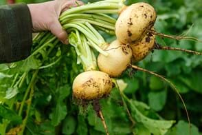 how to grow turnips 3 (1)