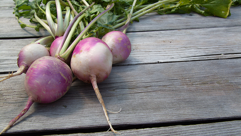 how to grow turnips 2 (1)