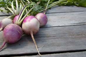 how to grow turnips 2 (1)
