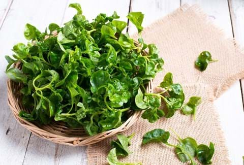 How to Grow Watercress